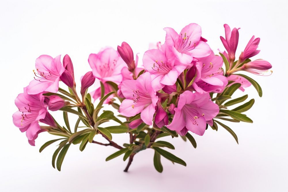 Rhododendron ferrugineum rhododendron blossom flower. AI generated Image by rawpixel.