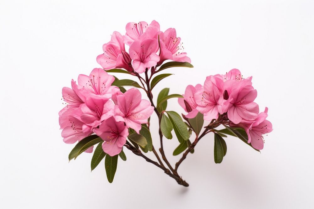 Rhododendron ferrugineum rhododendron blossom flower. AI generated Image by rawpixel.