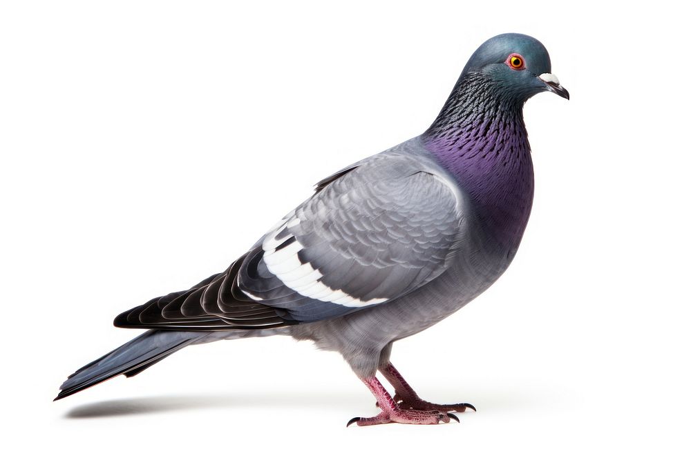 Pigeon animal bird white background. 