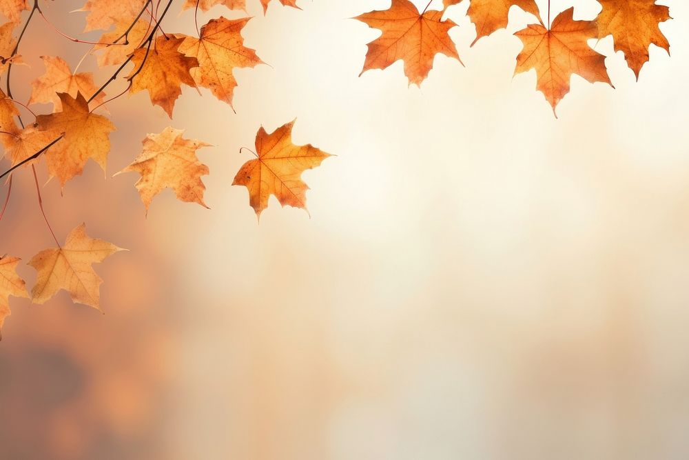 Autumn maple leaves border backgrounds plant leaf. AI generated Image by rawpixel.