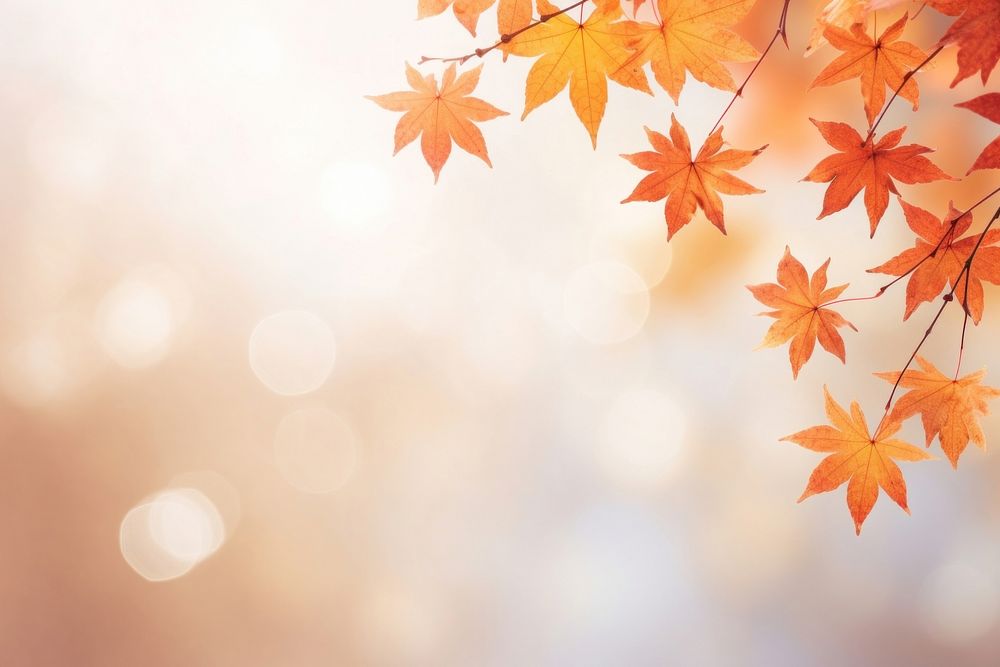 Autumn flat lay with small pumpkins, fall maple leaves and blank