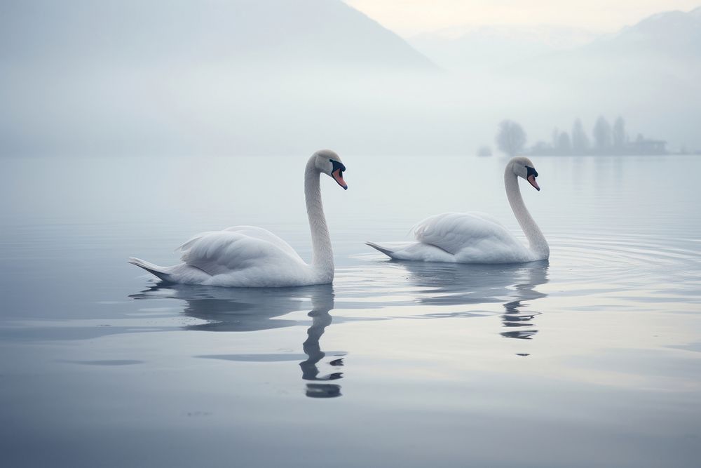 Lake swan outdoors animal. AI generated Image by rawpixel.