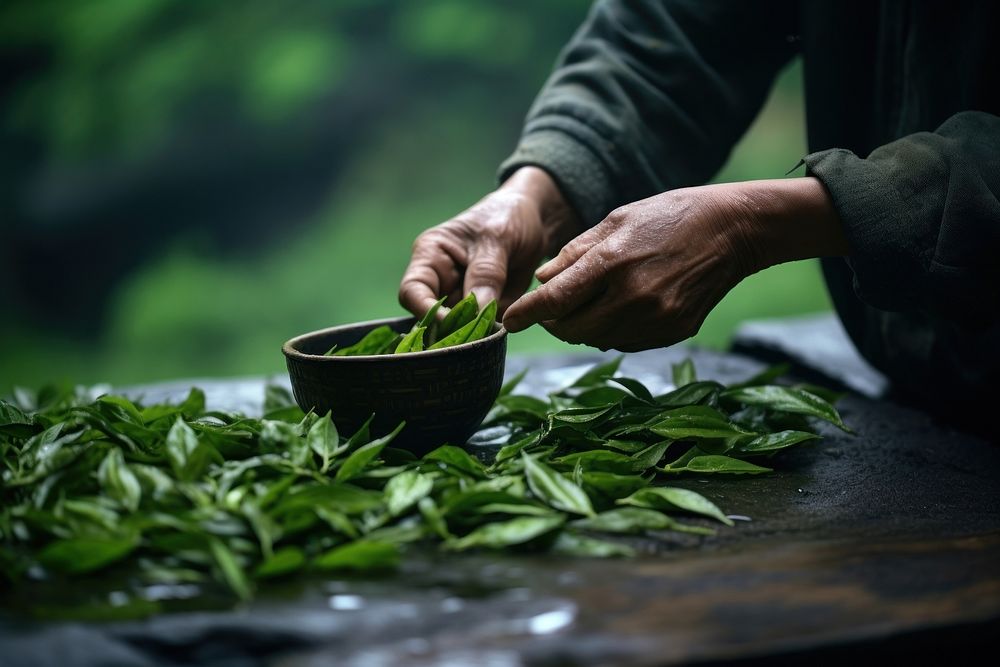 Tea leaves freshness adult food. 