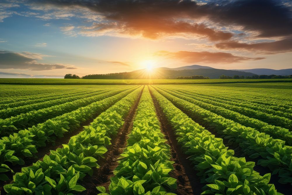 Vibrant green crops horizon sunlight outdoors. AI generated Image by rawpixel.