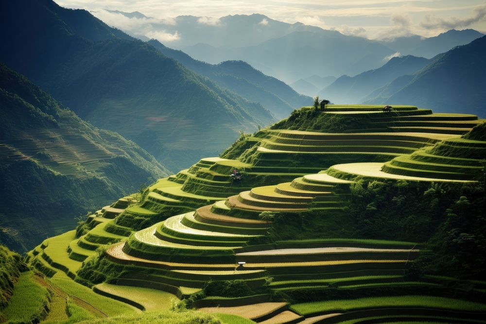 Nature field agriculture landscape. 