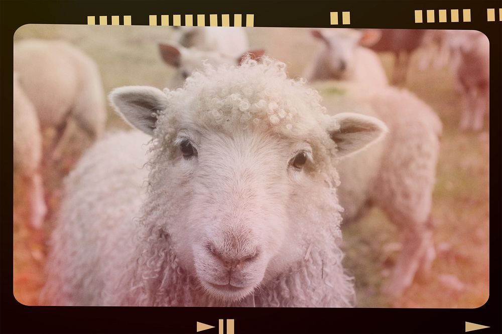 Sheep, analog film strip