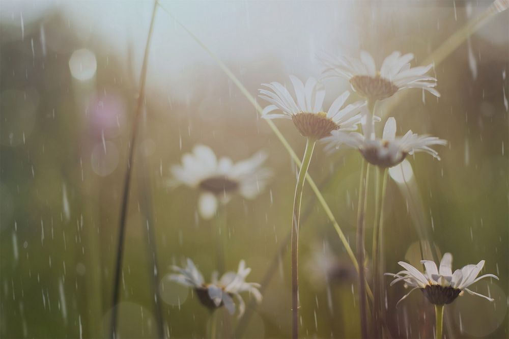 Daisy flowers, rain design