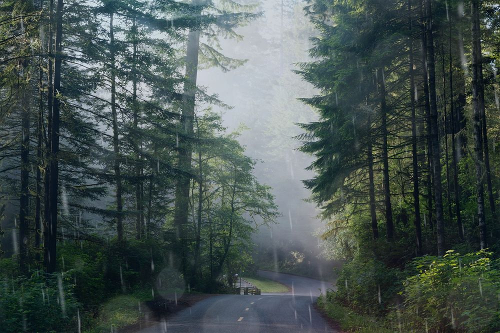 Forest in mist, rain design