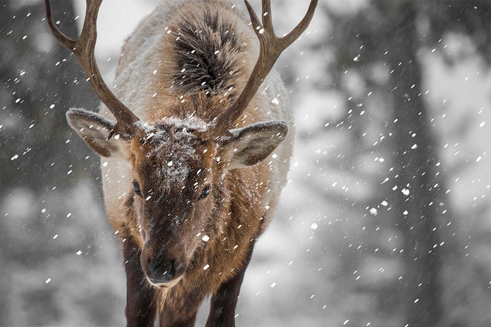Wild deer with snow effect