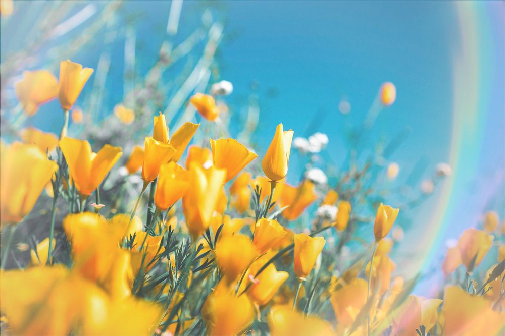 Yellow flower field image with light flare effect