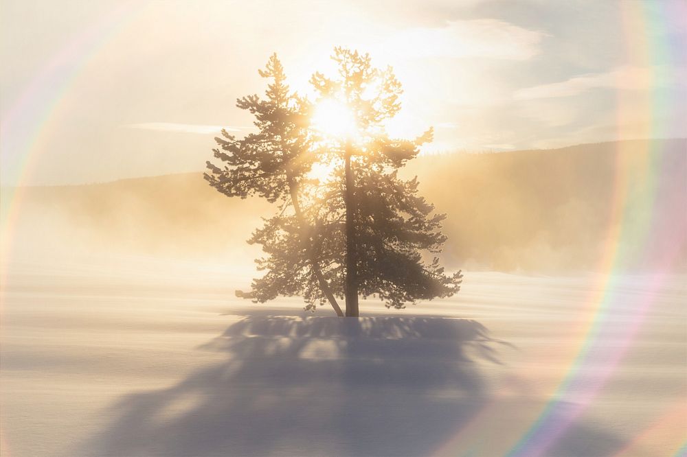 Lone tree image with light flare effect