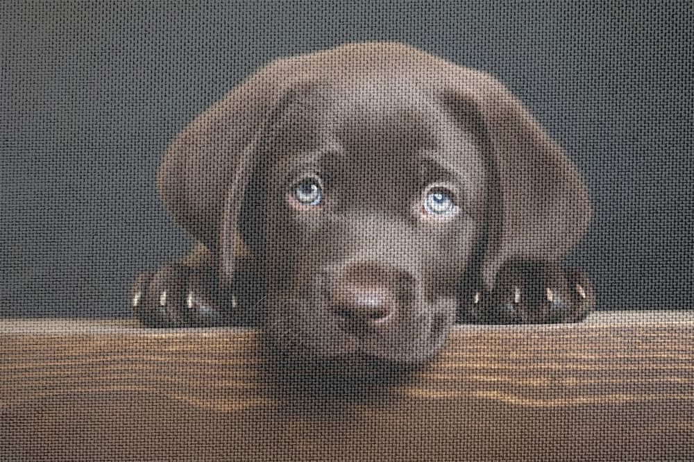 Cute dark brown labrador retriever puppy, fabric texture