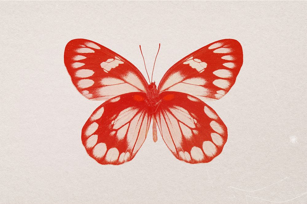 Butterfly  with red risograph effect