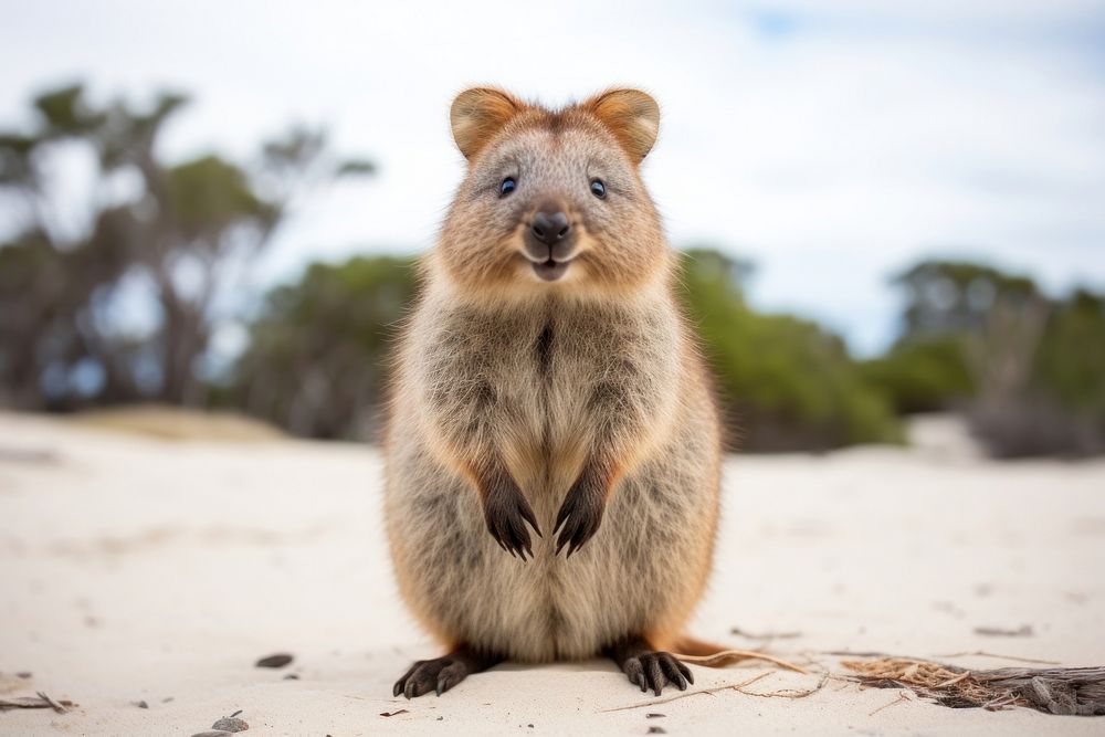 Quokka mammal animal rodent. 