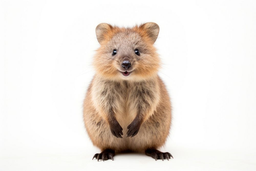 Quokka wildlife mammal animal. AI | Premium Photo - rawpixel