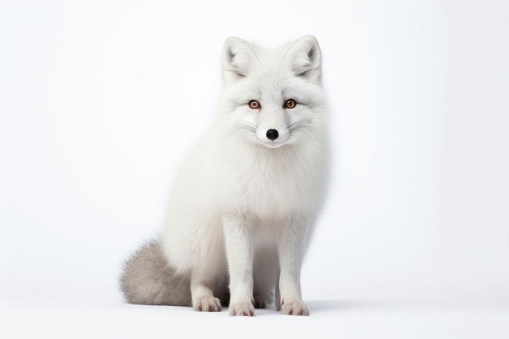 Wildlife mammal animal fox. AI generated Image by rawpixel.