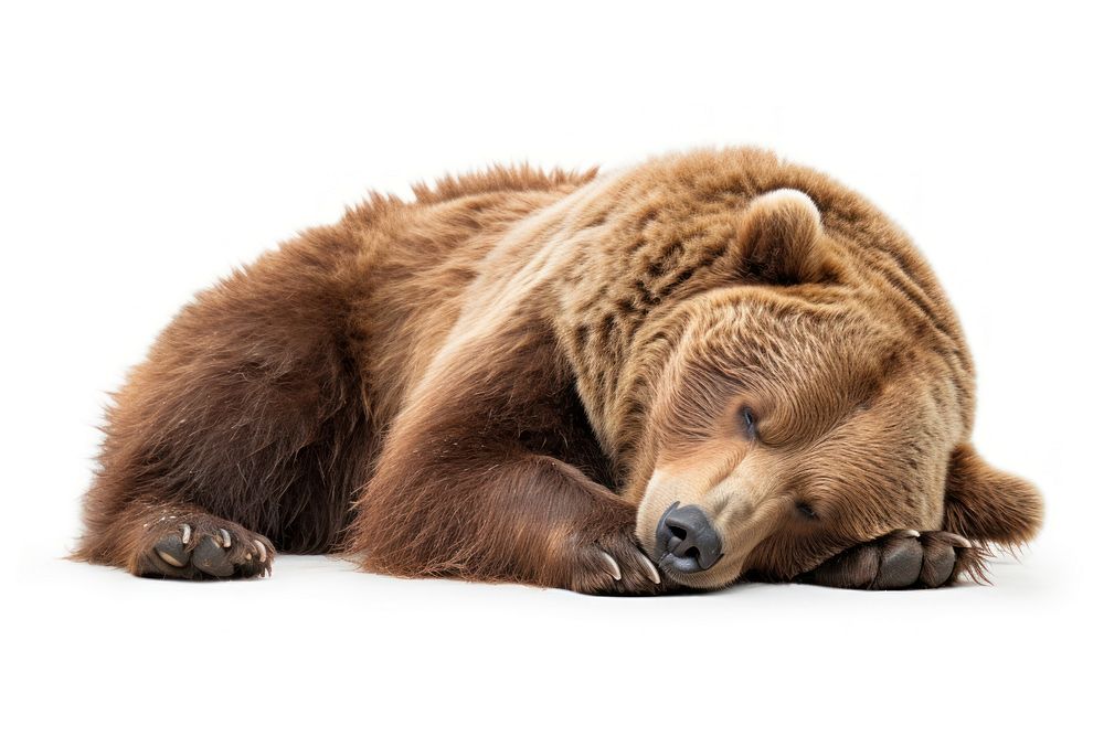 Lazy bear wildlife sleeping mammal. AI generated Image by rawpixel.