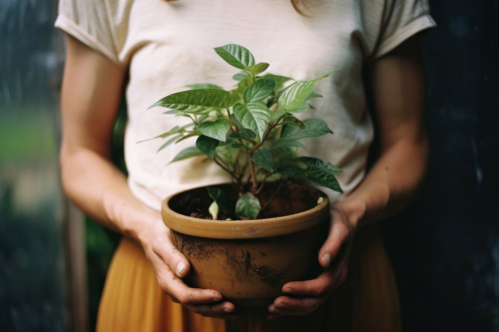 Woman Gardener plant gardening. 