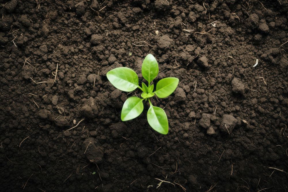 Plant soil outdoors leaf. AI generated Image by rawpixel.
