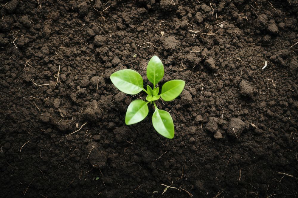 Plant soil outdoors leaf. 