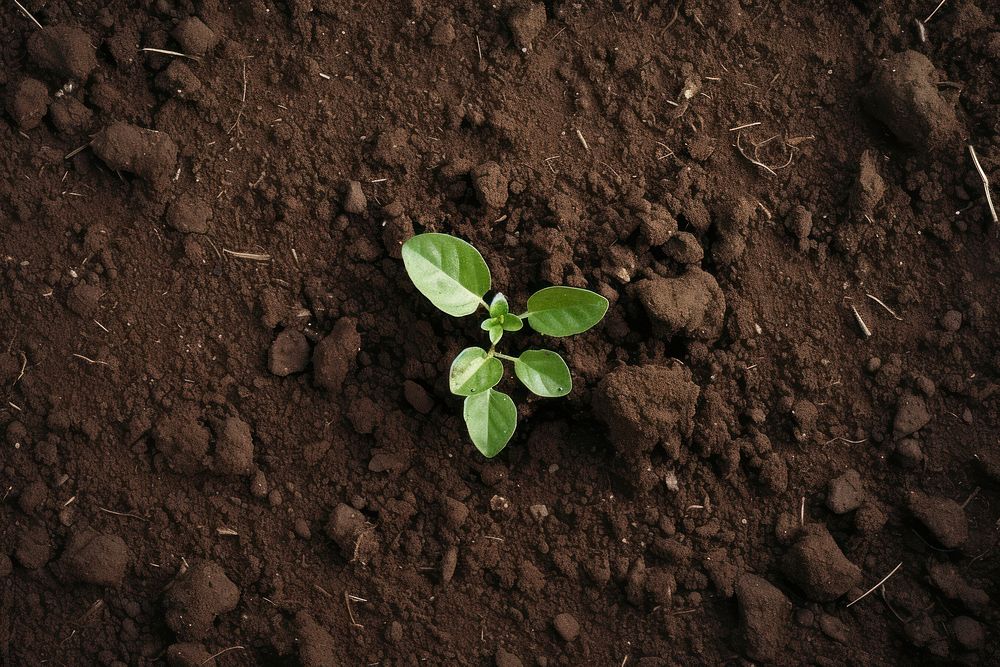 Soil outdoors plant leaf. AI generated Image by rawpixel.