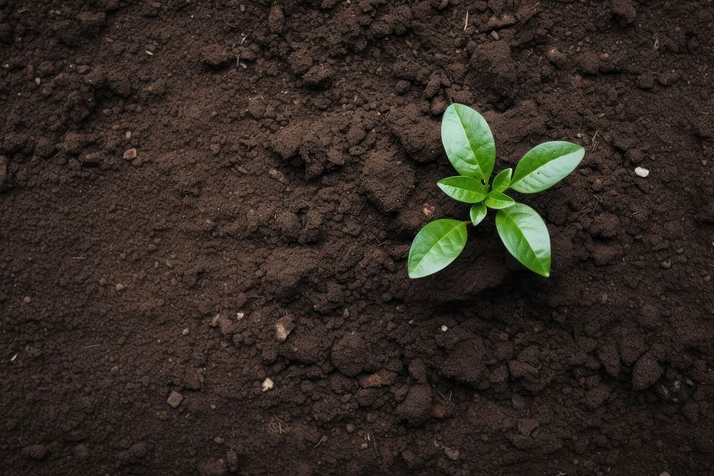 Soil plant outdoors nature.