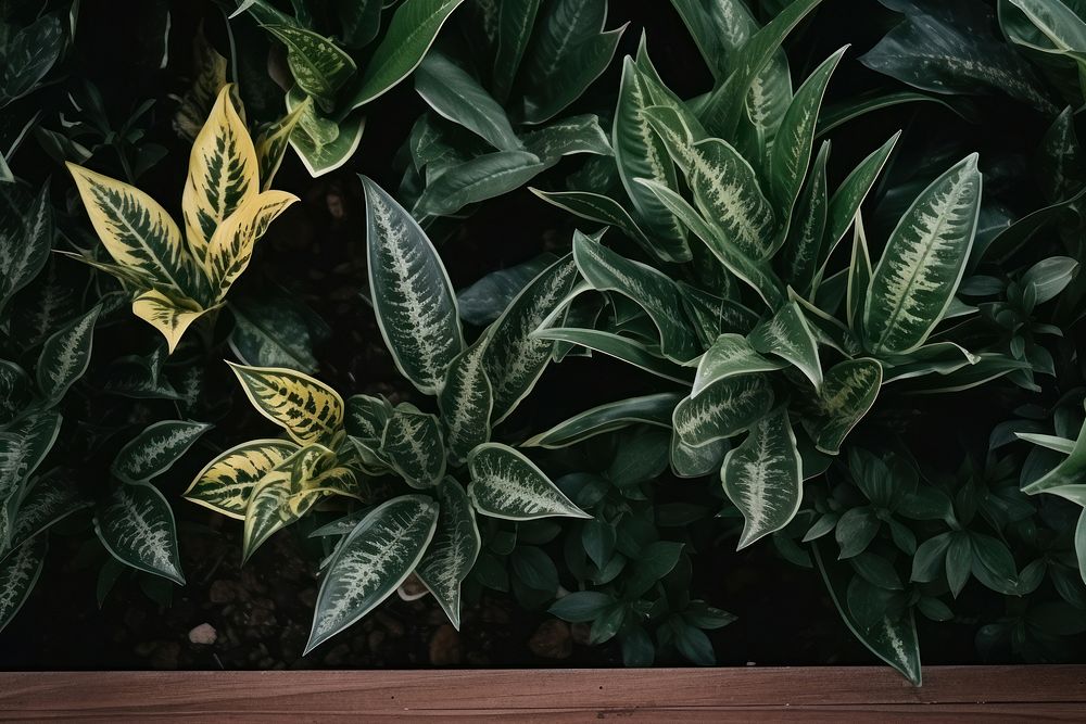 Plants outdoors leaf vegetation. AI generated Image by rawpixel.