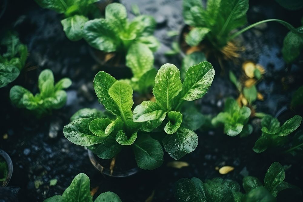 Vegetables garden plant herbs leaf. 