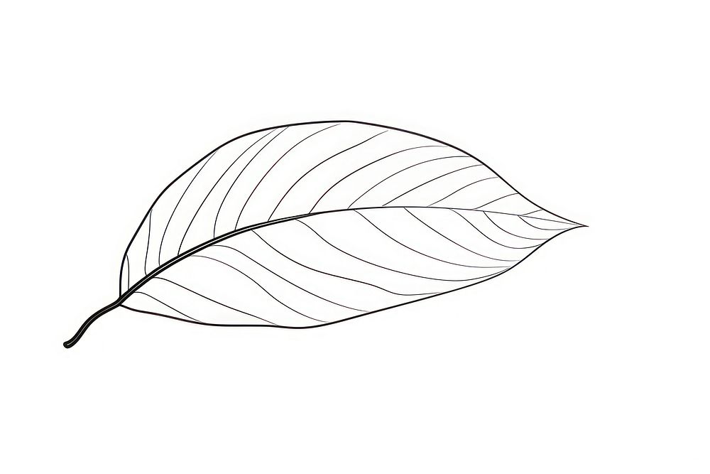 A leaf drawing sketch plant. AI generated Image by rawpixel.