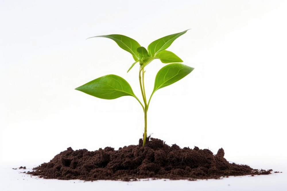 New sprout planted plant leaf soil white background. AI generated Image by rawpixel.