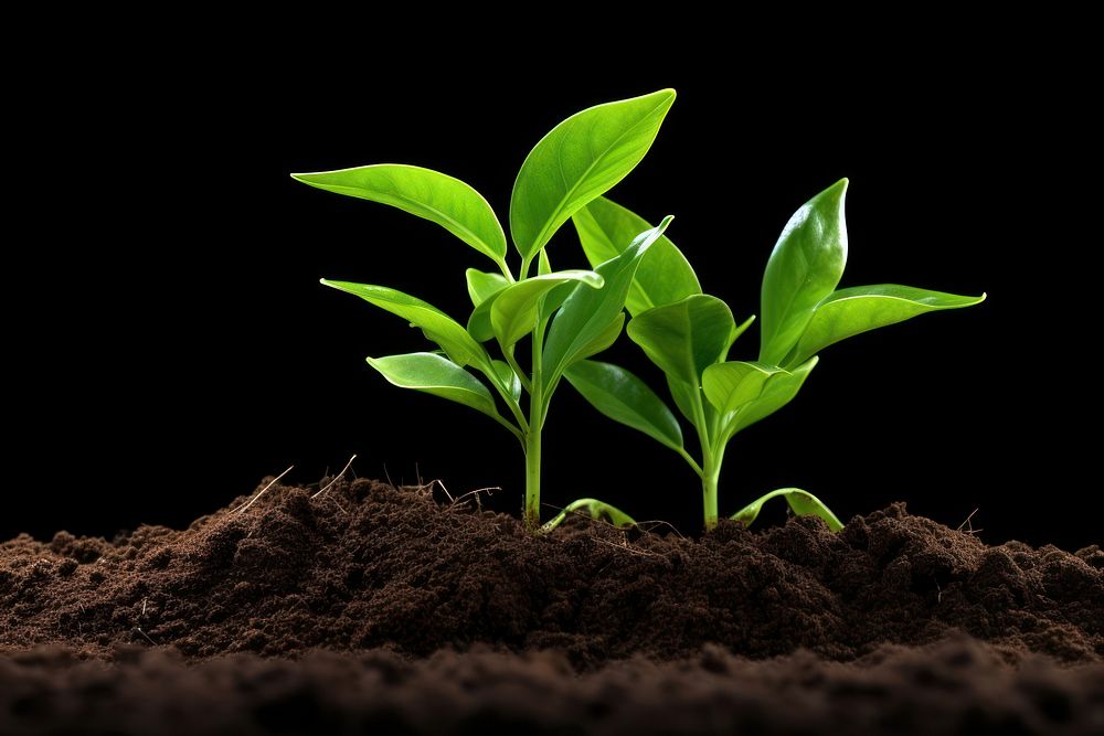 New sprout planted plant leaf soil agriculture. AI generated Image by rawpixel.