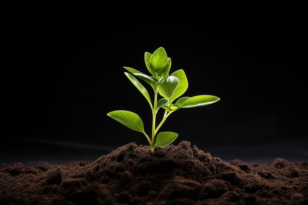 Newly planted plant leaf soil agriculture. 