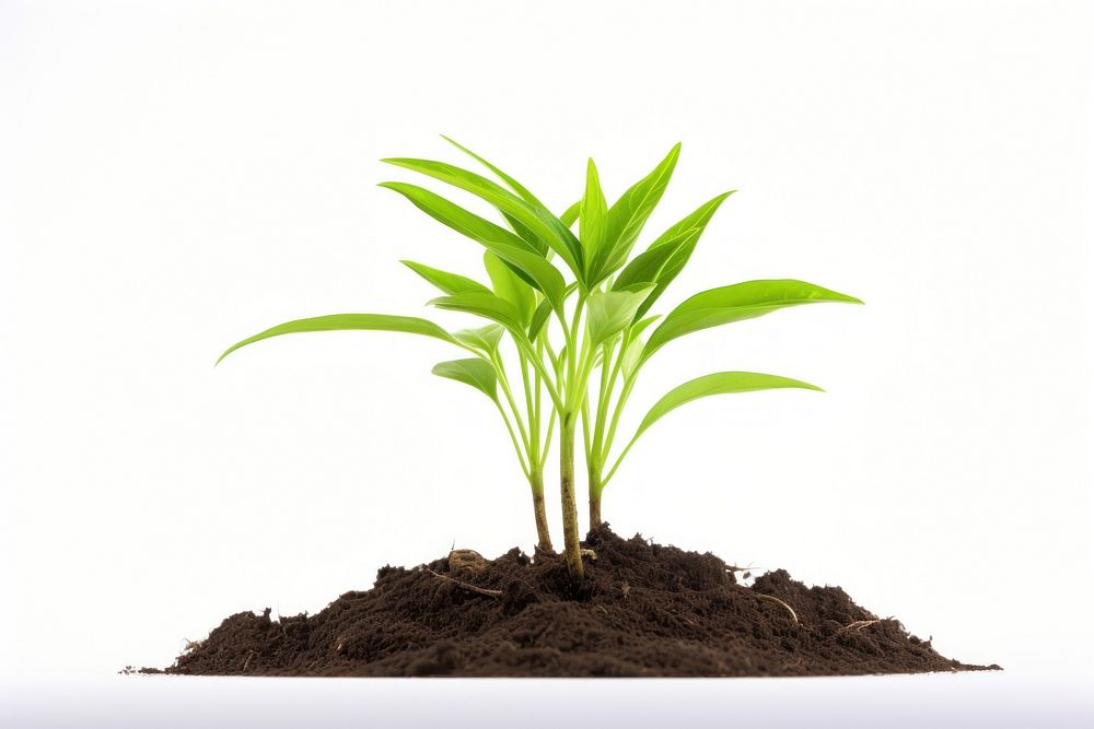 Newly planted plant leaf soil white background. AI generated Image by rawpixel.