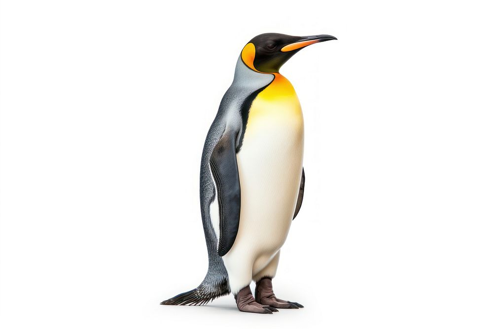 Penguin animal bird white background. AI generated Image by rawpixel.