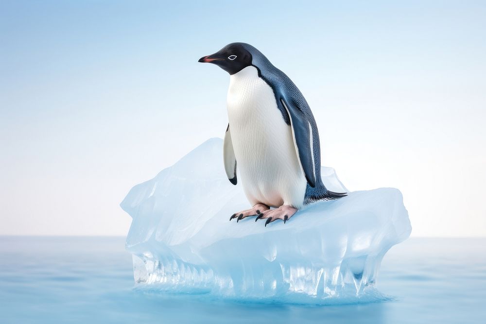 Penguin ice outdoors iceberg. 