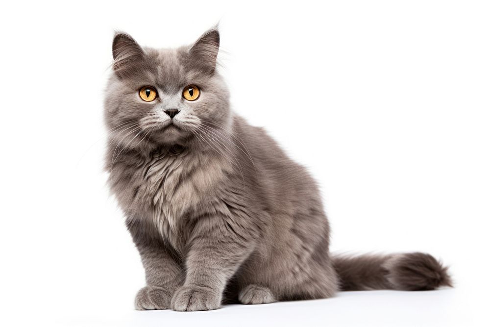 A british cat sitting mammal animal. AI generated Image by rawpixel.