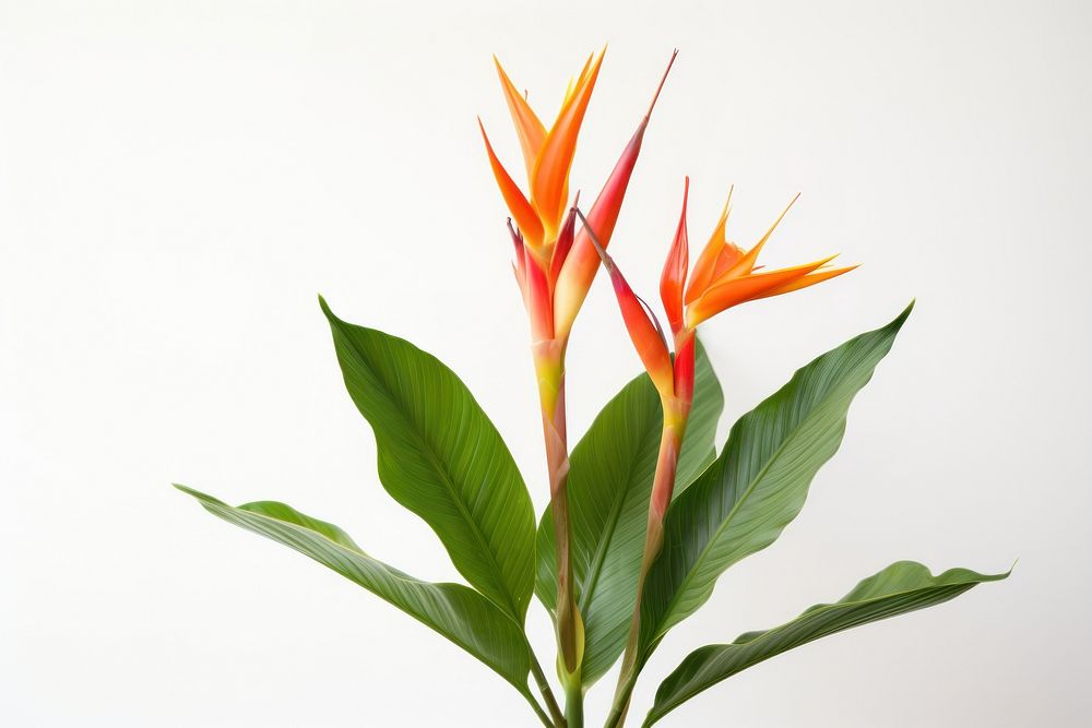 A Heliconia psittacorum flower heliconia plant. AI generated Image by rawpixel.