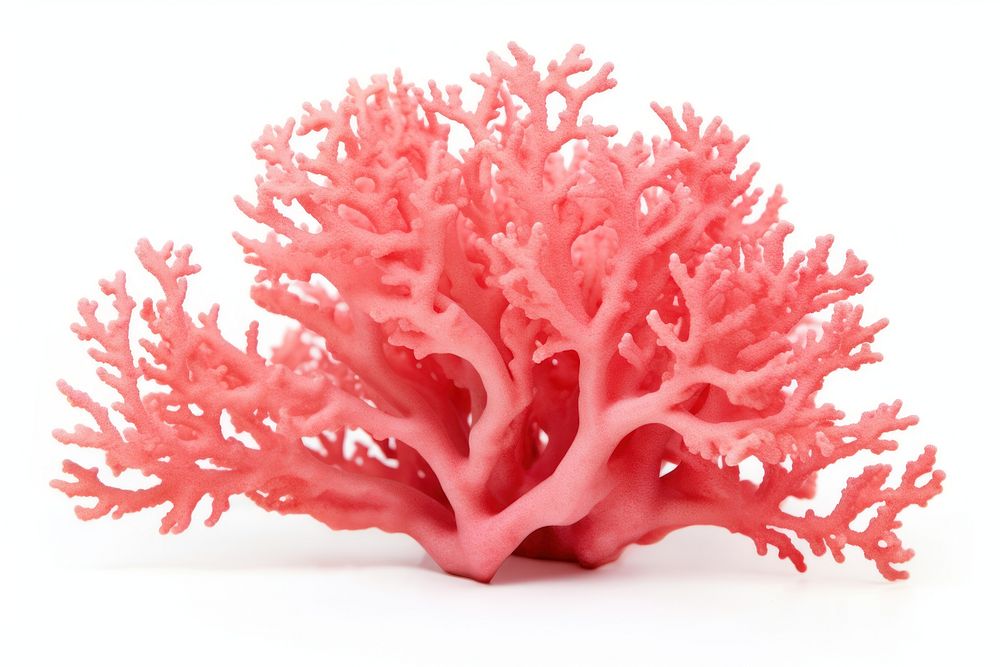 Pink coral nature sea white background. AI generated Image by rawpixel.