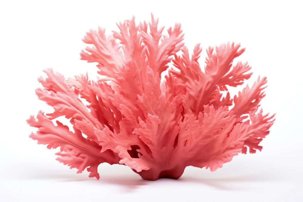 Pink coral nature sea white background. AI generated Image by rawpixel.