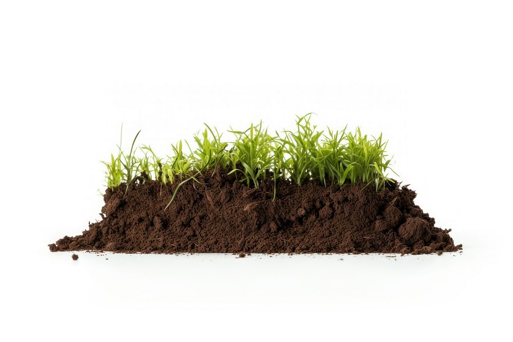 Grass soil outdoors plant. AI generated Image by rawpixel.