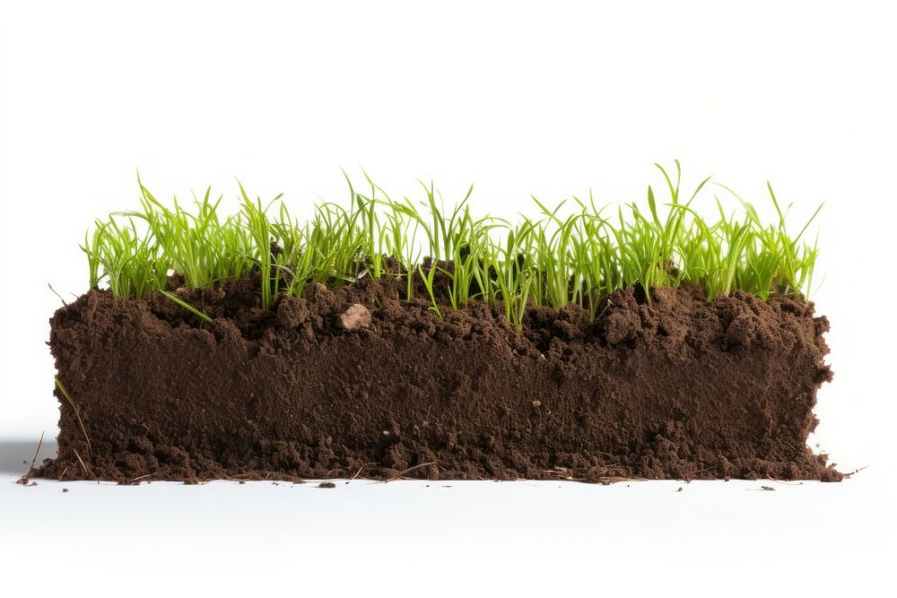 Grass soil plant green. 