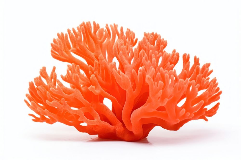 Orange coral nature food sea. AI generated Image by rawpixel.