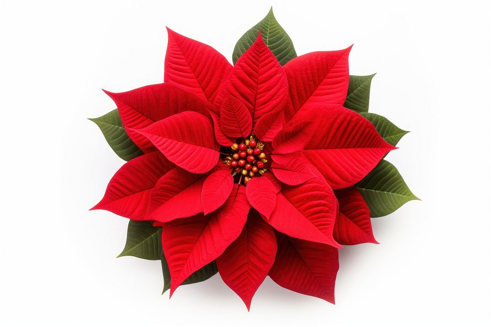 Christmas flower petal plant leaf. AI generated Image by rawpixel.