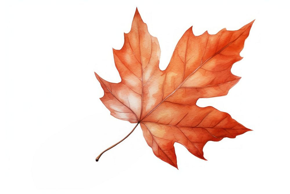 A leaf autumn maple plant. AI generated Image by rawpixel.