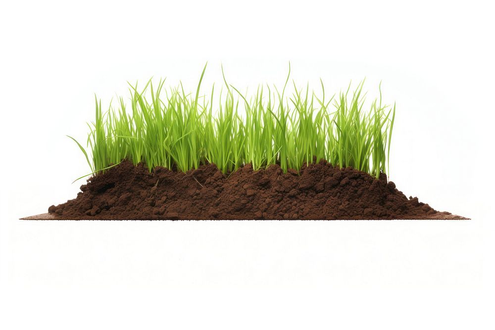 Grass soil outdoors plant. 