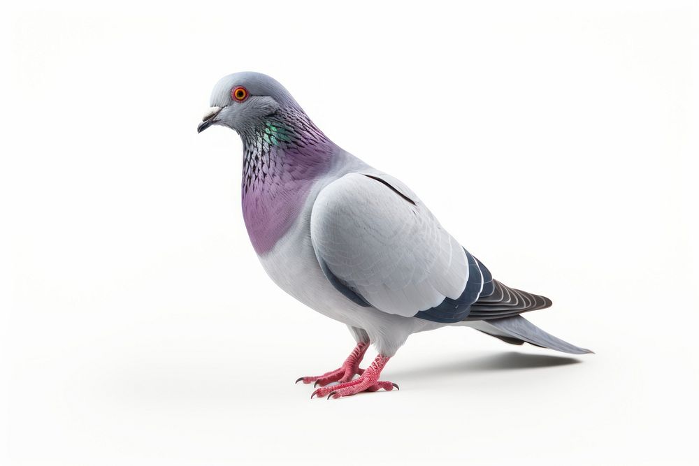 Mutant Pigeon pigeon animal bird. AI generated Image by rawpixel.
