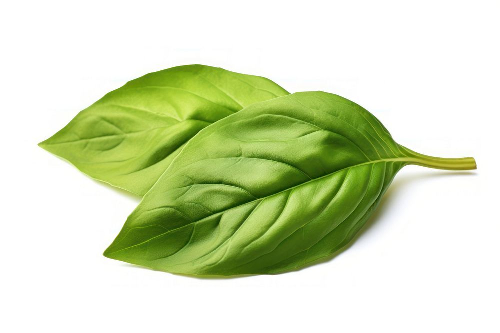 Basil leaves vegetable basil plant. AI generated Image by rawpixel.