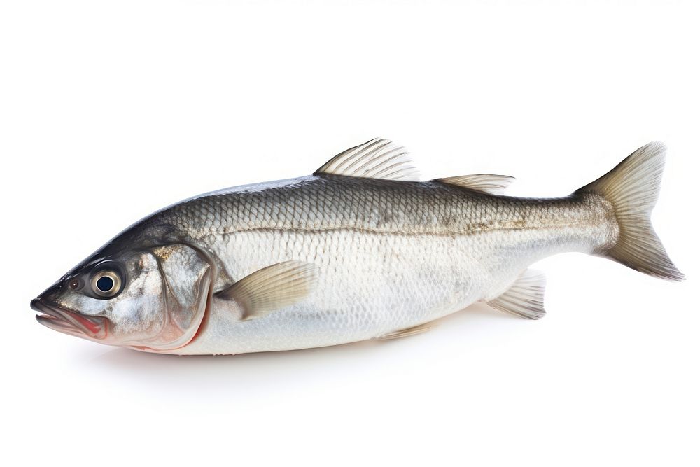 Fresh seabass fish seafood sardine animal. AI generated Image by rawpixel.