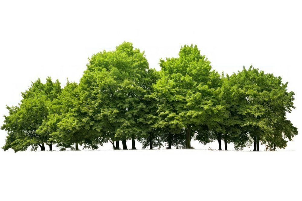 Green Trees forest green tree. AI generated Image by rawpixel.