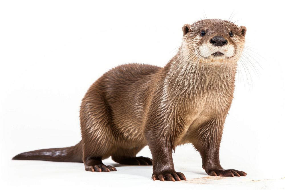 Otter wildlife animal mammal. AI generated Image by rawpixel.